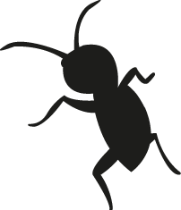 insect